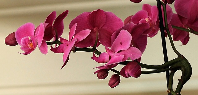  За соодветната грижа орхидеите ќе ве наградат со спектакуларни цветови